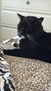 Rescue Domestic Short Hair Cats for Adoption in Charlotte, North Carolina - Max | PetCurious