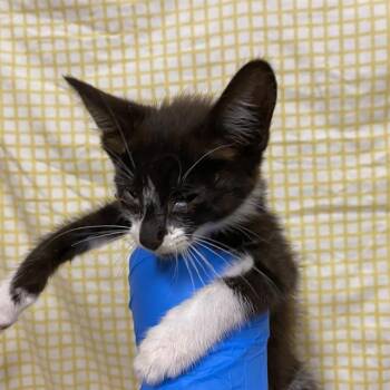A611757 -  Domestic Medium Hair Cat for Adoption in Modesto, California - A611757 | PetCurious