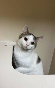 Domestic Short Hair Cats Available for Adoption in Hays, Kansas - Gregory | PetCurious