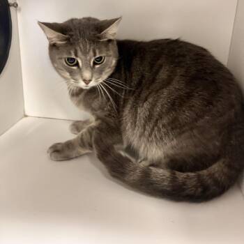 Domestic Short Hair Cats Available for Adoption - Mama | PetCurious