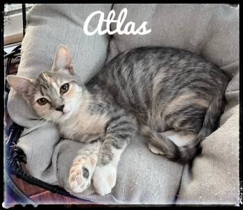 Rescue Domestic Short Hair Cats for Adoption in El Cajon, California - Atlas | PetCurious
