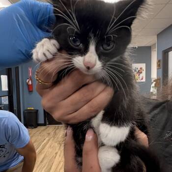 Marshmallow -  Domestic Short Hair Cat for Adoption in Newark, New Jersey - Marshmallow | PetCurious