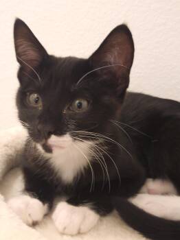 Rescue Tuxedo Cats for Adoption in Brooksville, Florida - Sully | PetCurious