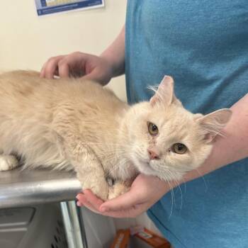 Domestic Long Hair Cats Available for Adoption in Galax, Virginia - Cedar(Suiter 8) | PetCurious