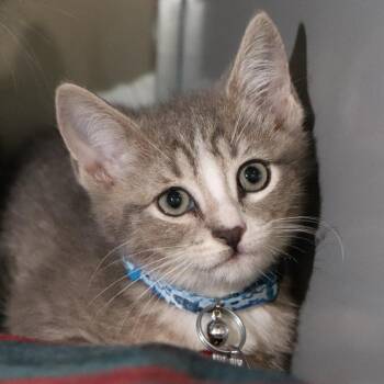 H213094 Dumpling -  Domestic Short Hair Cat for Adoption in Port Washington, New York - H213094 Dumpling | PetCurious