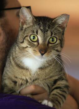 Domestic Short Hair Cats Available for Adoption in North Fort Myers, Florida - Brownie | PetCurious