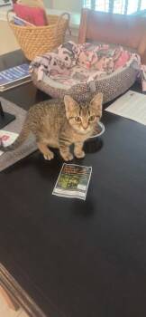 Elvis -  Domestic Short Hair Cat for Adoption in Fishers, Indiana - Elvis | PetCurious
