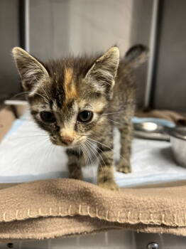 Rescue Domestic Short Hair Cats for Adoption in Bangs, Texas - Aphrodite | PetCurious