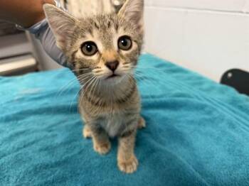 Domestic Short Hair Cats Available for Adoption in Ames, Iowa - ZOODLES | PetCurious