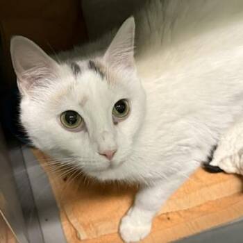 Deisha -  Domestic Short Hair Cat for Adoption in Honesdale, Pennsylvania - Deisha | PetCurious
