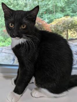 Bibbity -  Domestic Short Hair Cat for Adoption in Arlington, Washington - Bibbity | PetCurious
