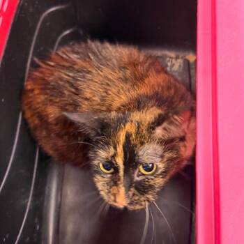 Lucy Lane -  Domestic Medium Hair Cat for Adoption in Philadelphia, Pennsylvania - Lucy Lane | PetCurious