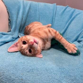 Mr Fuzz & Remy -  Domestic Short Hair Cat for Adoption in Philadelphia, Pennsylvania - Mr Fuzz & Remy | PetCurious