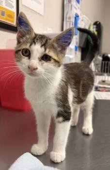 Tingle -  Domestic Short Hair Cat for Adoption in Vancouver, Washington - Tingle | PetCurious
