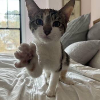 Rescue Domestic Short Hair Cats for Adoption in Lawrenceville, Georgia - Evergreen | PetCurious