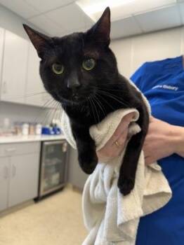 Nicholas -  Domestic Short Hair Cat for Adoption in Lafayette, Indiana - Nicholas | PetCurious