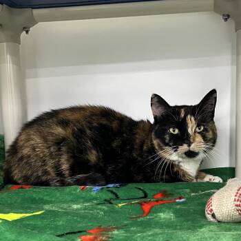 Checkers -  Domestic Short Hair Cat for Adoption in Clearwater, Florida - Checkers | PetCurious