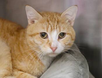 Dean (AO37426) -  Domestic Short Hair Cat for Adoption in Kansas City, Kansas - Dean (AO37426) | PetCurious