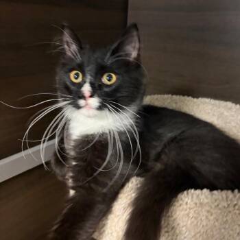 Domino -  Domestic Medium Hair Cat for Adoption in Buffalo, New York - Domino | PetCurious