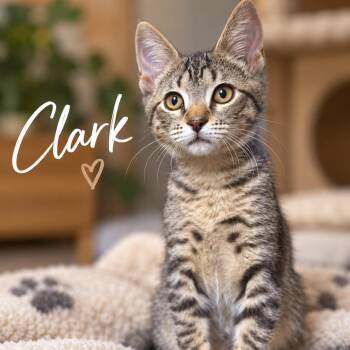 Clark -  Domestic Short Hair Cat for Adoption in Inman, South Carolina - Clark | PetCurious