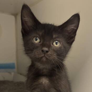 Milo -  Domestic Short Hair Cat for Adoption in Naperville, Illinois - Milo | PetCurious
