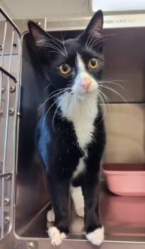 Churro -  Domestic Short Hair Cat for Adoption in Grand Forks, North Dakota - Churro | PetCurious