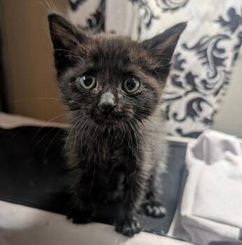 Domestic Short Hair Cats Available for Adoption in San Antonio, Texas - JELLYBEAN | PetCurious
