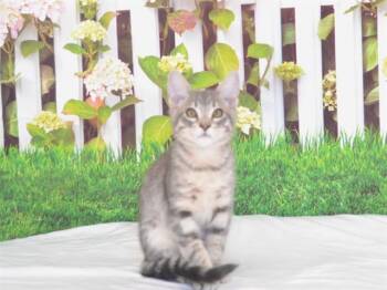 BRYCE -  Domestic Short Hair Cat Available for Adoption in Oroville, California - BRYCE | PetCurious