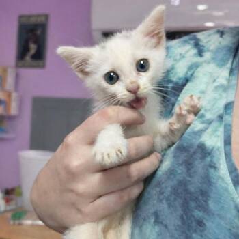 Turkish Van Cats Available for Adoption in Boerne, Texas - Lone Ranger | PetCurious