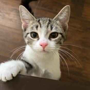 Alice -  Domestic Short Hair Cat for Adoption in Mount Laurel Township, New Jersey - Alice | PetCurious