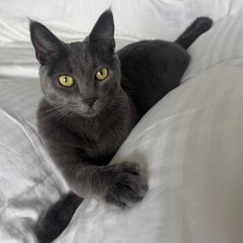 Russian Blue and Domestic Short Hair Cats Available for Adoption in Los Angeles, California - Gale | PetCurious