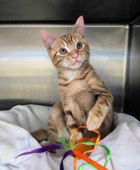 Domestic Short Hair Cats Available for Adoption - Victor Valentine | PetCurious