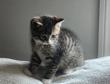 Rescue Domestic Short Hair Cats for Adoption in Pomona, New York - Draco | PetCurious