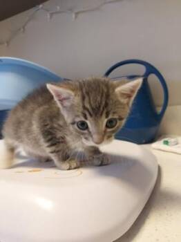 Cloud -  Domestic Short Hair Cat for Adoption in Fishers, Indiana - Cloud | PetCurious