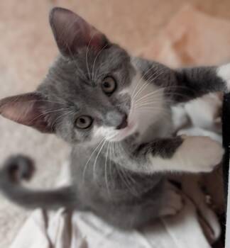 Charlie -  Domestic Short Hair Cat for Adoption in River Falls, Wisconsin - Charlie | PetCurious
