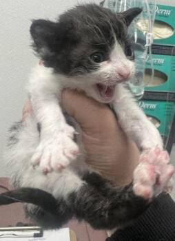 Domestic Short Hair Cats Available for Adoption in West Chester, Pennsylvania - Noble | PetCurious
