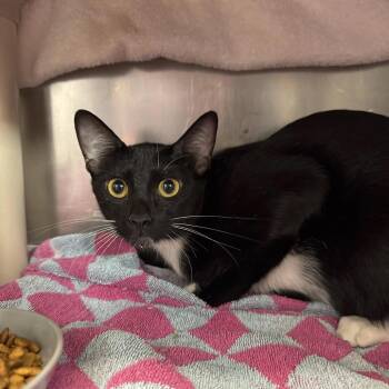 Reluctant Comedian -  Domestic Short Hair Cat for Adoption in Austin, Texas - Reluctant Comedian | PetCurious
