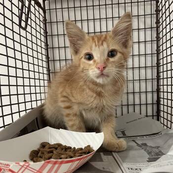 Stumblina -  Domestic Short Hair Cat for Adoption in Edinburg, Texas - Stumblina | PetCurious