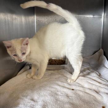 Yuki* -  Domestic Short Hair Cat for Adoption in San Gabriel, California - Yuki* | PetCurious