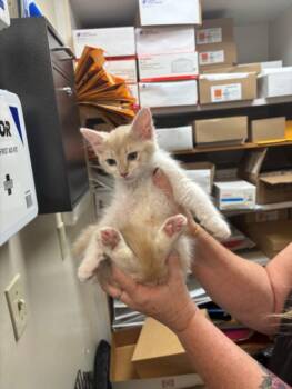 MANDY -  Domestic Medium Hair Cat for Adoption in Burbank, California - MANDY | PetCurious