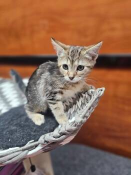 Little Debbie -  Domestic Short Hair Cat for Adoption in Social Circle, Georgia - Little Debbie | PetCurious