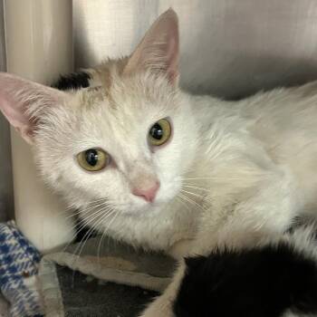 Seoul -  Domestic Short Hair Cat for Adoption in Kanab, Utah - Seoul | PetCurious