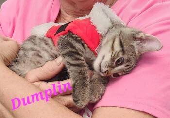 Domestic Short Hair Cats Available for Adoption - Dumplin T 7946 | PetCurious