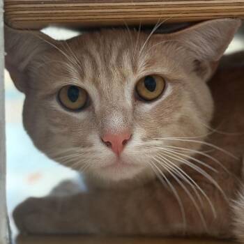 Domestic Short Hair Cats Available for Adoption in Port Washington, New York - Vigor | PetCurious