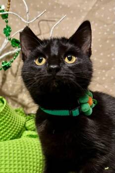 Domestic Short Hair Cats Available for Adoption - Tourmaline | PetCurious