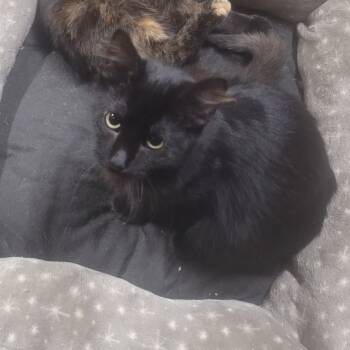 Rescue Domestic Short Hair Cats for Adoption in Union, Missouri - Sabine | PetCurious