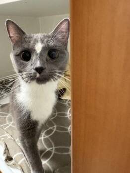 Furrginia -  Domestic Short Hair Cat for Adoption in Fairfax, Virginia - Furrginia | PetCurious