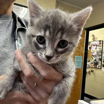 Marina & Kohls Kittens Coming In -  Domestic Short Hair Cat for Adoption in Clifton, New Jersey - Marina & Kohls Kittens Coming In | PetCurious