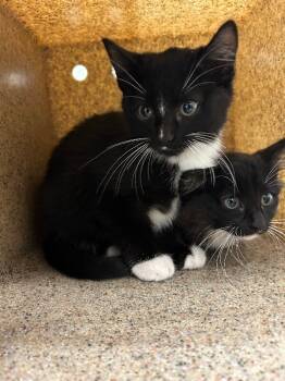 Rescue Tuxedo Cats for Adoption in Fruit Heights, Utah - Knick | PetCurious