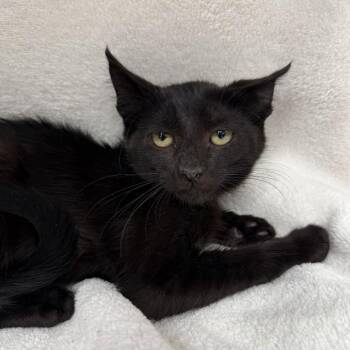 Lex -  Domestic Medium Hair Cat for Adoption in Long Beach, California - Lex | PetCurious